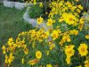 Flower2.jpg
