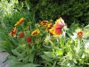 mix flower1_1.jpg