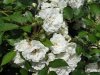 white rose3_1.jpg