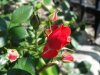 red rose1_1.jpg