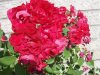 pink rose1.jpg