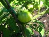 Fruittomato.jpg
