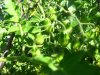 Fruit cherrytomato.jpg
