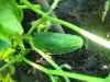 Cucum1.jpg