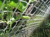 fruit bottle gourd.jpg