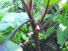 Fruiteggplant.jpg
