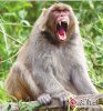 monkey.jpg