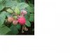 rasberry.jpg