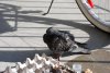 DSC_1937 - Copy.jpg