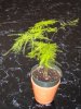 DSCN0924.JPG
