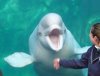 beluga-whale-3[1].jpg