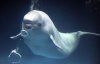 beluga-whale-bubble_782214i[1].jpg