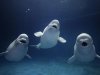 beluga-whale-trio-wallpapers_10798_1152x864[1].jpg