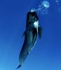 pilot-whale-2[1].jpg