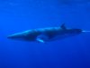 minke-whale[1].jpg