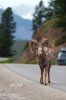 banff-lake_louise-25.jpg