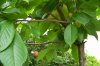 100_2239.jpg
