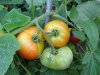 Tomato2.jpg