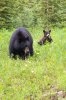 banff-lake_louise-2978.jpg