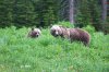 banff-lake_louise-3049.jpg