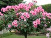 rose tree.jpg