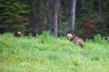 banff-lake_louise-3083.jpg