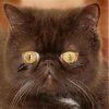 cats01062011_130b.jpg