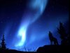 northern-light-wolves-night.jpg