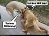 funny-dog-pictures-our-hotdog.jpg