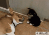 120404953918577.gif
