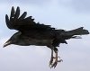 200px-Ravin_flying_2.jpg