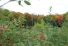 DSC_0981.jpg
