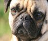 Dogs-Quotes-Graphics-9.jpg