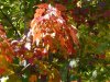 P1010110.jpg
