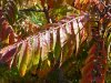 P1010155.jpg