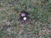 Ottawa-20111023-00039.jpg