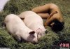 pig.jpg