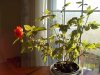 Picture20111220 021 small.jpg