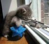 4-27-07-sniper-cat.jpg