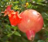 Pomegranate_flower_and_fruit.jpg