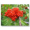 Red-Berry-Tree.jpg