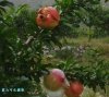 石榴.jpeg
