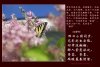 02_Butterfly-Dream_PICT4788_ed-s.jpg