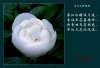 03_White Peony with poem sm.jpg