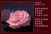 07b_Mini-Rose-Poem_cai-sang-zi-sm.jpg