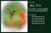 10_Humming Bird with poem and seal_sm.jpg