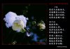 孤山梅雪_with poems.jpg-sm copy.jpg 孤山梅雪_with poems.jpg-sm copy.jpg