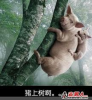 母猪上树.png