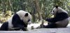 taiwan-pandas-cp-5991690.jpg