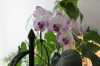 Feb Orchids 001.JPG